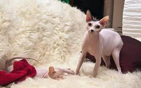 القط السفينكس من فصائل القطط الاسوء حظا فى العالم سحر الكون