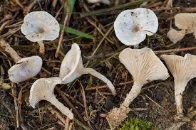 Image result for Clitocybe multiceps