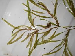 Image result for Potamogeton