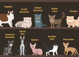 Although more households have dogs than cats, 53% vs. Top 10 Popular Cat Breeds In The Us Wishbone Pet Foods Blog