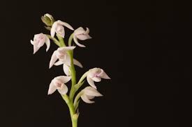 Image result for Polystachya valentina