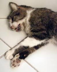 Please stop by the cat room at the petsmart in oldsmar. Pet Food Recalls And Warnings Page 2