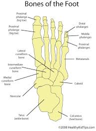 Foot Care Nails Feet Feet Care Foot Anatomy Podiatry