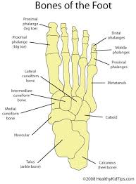 foot care nails feet feet care foot anatomy podiatry