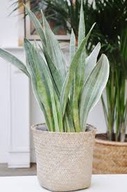 Image result for Sansevieria metallica