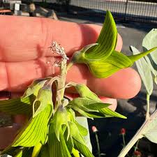 Image result for Crotalaria macrocarpa
