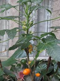 Image result for Vasconcellea