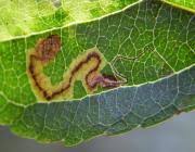 Image result for Stigmella malella