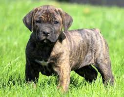 Hogan Cane Corso Puppy For Sale Keystone Puppies Cane Corso Puppies Puppies Pug Puppies