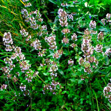 Originally from the mediterranean area, this. English Thyme Wedgewood Thymus Vulgaris My Garden Life