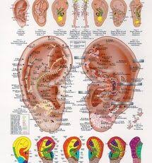 Ear Reflex Points Chart Used