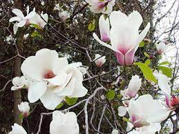 It occurs naturally in rich hammock soils and on the border of river swamps along with other hardwoods. Magnolias University Of Florida Institute Of Food And Agricultural Sciences