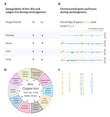 There are different types of cancer affecting different types of tissues, though a cancer may spread (metastasise) to other tissues other than those in which it originated. Aneuploidy Metal Transporter Cancer Amtc Hypothesis A Trace Download Scientific Diagram