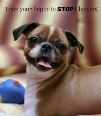 How to train a dog not to chew. Dog Training Tips To Train Your Puppy Not To Chew