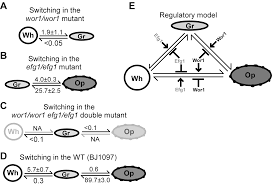 Switch has ports (physical interface) at which hi vaibhav, yes from switching perspective there is no role of arp table, but switches do maintain. Plos Biology Discovery Of A White Gray Opaque Tristable Phenotypic Switching System In Candida Albicans Roles Of Non Genetic Diversity In Host Adaptation