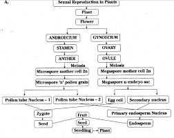 Flowchart Fertilization Process Human Fertilization Wikipedia