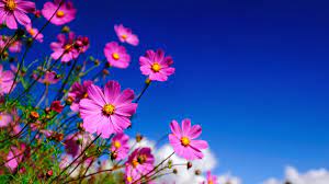 Free Full Screen Wallpapers 610 1084 Full Screen Wallpapers Download 60 Wallpapers Adorab Hd Flower Wallpaper Flower Wallpaper Beautiful Flowers Wallpapers