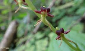 Image result for Liparis nervosa