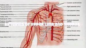 arteries of the chest diagram