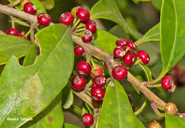 Image result for Ilex mitis