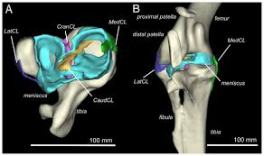The femur, or thighbone, is the longest and largest bone in the human body. Three Dimensional Anatomy Of The Ostrich Struthio Camelus Knee Joint Peerj