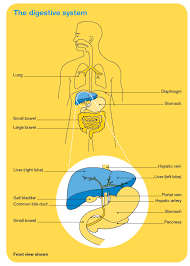 Contact cancer council queensland phone: Liver Cancer Overview Cancer Council Victoria
