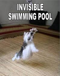 Theberry Cute Animal Quotes Funny Cat Pictures Cute Funny Animals