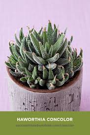 It can eventually reach 20 inches tall. Haworthiopsis Concolor Succulents And Sunshine Growing Succulents Succulents Planting Succulents