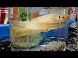 Free ikan puyu comel dan aneh bentuk badan like share and subscribe mp3. Pelik Tapi Benar Ada Ikan Puyu Betok Emas Jika Dijual Berapa Harga Nya Yaa Youtube