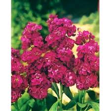 Get to know scented stock. Stock Mixed Seeds Matthiola Incana 300 Seeds Garden Seeds Market Free Shipping
