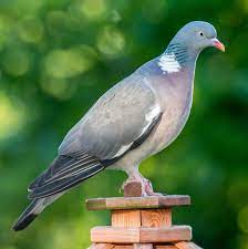 We did not find results for: All About The Wood Pigeon Gardenbird