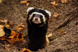 Pin By Lv On Polecats Cute Ferrets Cute Animals Animals