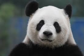 2013 11 03 Panda Paradise Hao Hao 025 Panda Panda Bear Giant Panda