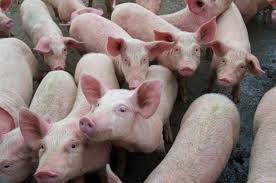 African swine fever is a notifiable animal disease. Tech Can Halt African Swine Fever In Asia Agfundernews