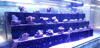 Pusat ikan hiasan pd, port dickson. Pusat Ikan Hiasan Port Dickson Mohd Faiz Bin Abdul Manan