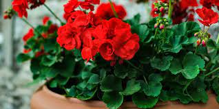 We often have sales on many of our bouquets. Where To Buy Plants Online Garden Plant Indoor Plant Delivery