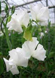 White lilacs smell the sweetest, but lilacs also come in pink and many, many shades of purple and lavender. Winter Sunshine White Owl S Acre Seed Blooms Florist Sweet Pea Fragrant Flowers