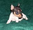 Miniature Fox