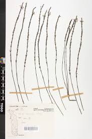 Image result for Striga baumannii