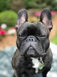 Check spelling or type a new query. What Do You Need To Know About The French Bulldog Lifespan French Bulldog Breed