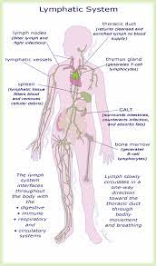 How Can Exercising Improve Your Lymphatic System Lymphatic System Lymphatic System Anatomy Lymphatic