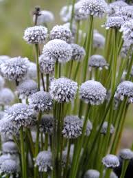 Image result for Eriocaulon truncatum