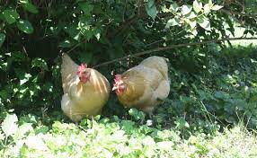 See more ideas about chickens backyard, chicken diy, building a chicken coop. How To Chicken Proof Your Garden Modern Farmer