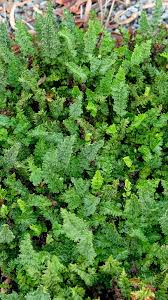 Image result for Cheilanthes hirta