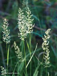 Image result for Agrostis