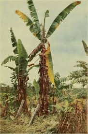If not, the plant may not flower and there may not be any fruit. Panama Disease Wikipedia