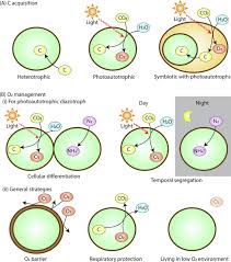 Living environment 2020 (barron's regents ny). Quantitative Models Of Nitrogen Fixing Organisms Sciencedirect