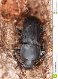 Coleoptere De Ver De Farine Opacus De Tenebrio Image Stock Image Du Opacus Farine 22654551