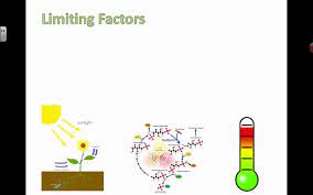 At this point the two factors have a maximum effect on photosynthesis. Controlling Limiting Factors 2016 Ib Biology Youtube