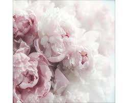 Wirklich alles an der päonie ist schön: Leinwandbild Pfingstrosen 50x50 Cm Bei Hornbach Kaufen